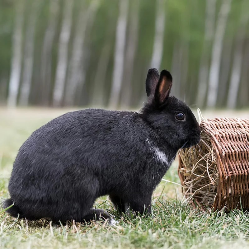 Tunnel en osier, Accessoires pour chinchilla, photo 2 sur 4