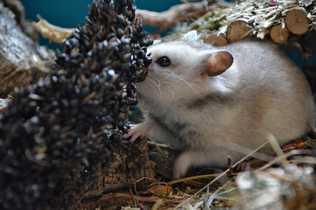 Hamster Syrien avec un épi de sorgho noir
