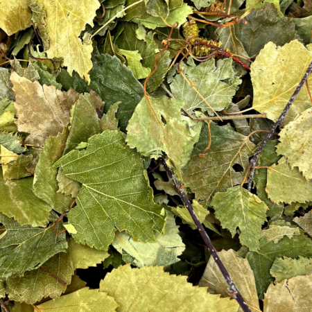 feuilles de bouleau