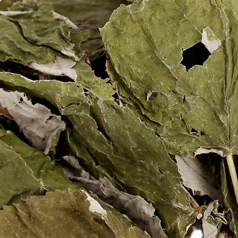 feuilles de framboisier