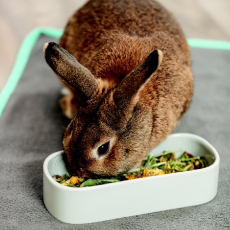 Alimentation