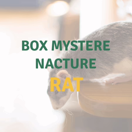 Nacture | Box Surprise Rat