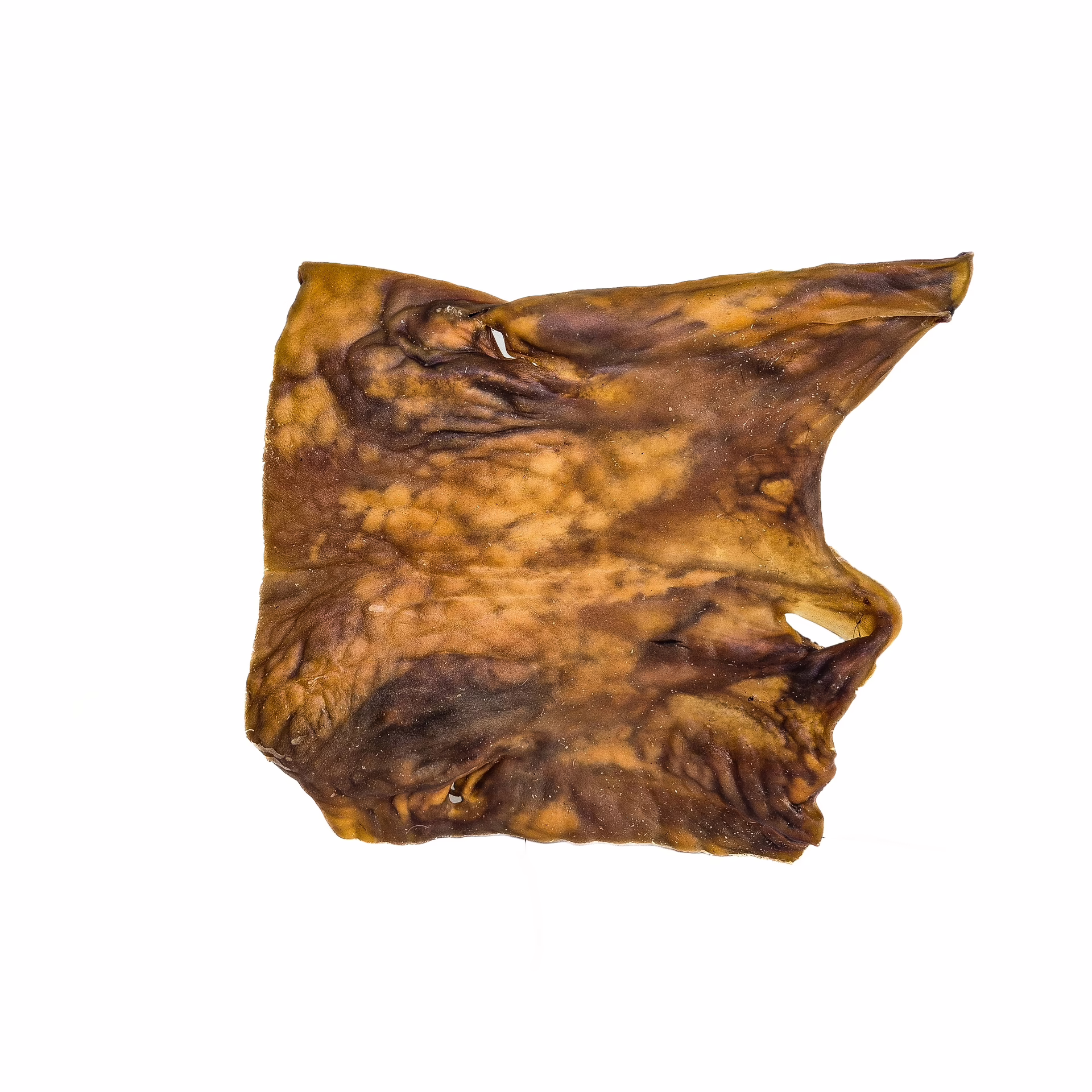 plaque de chameau xl